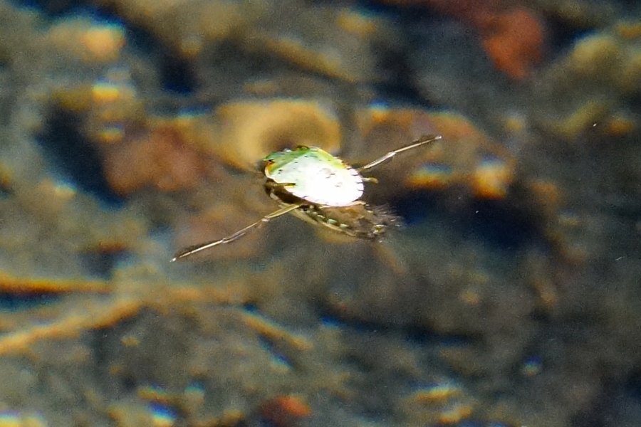 Insetti e situazione da decifrare